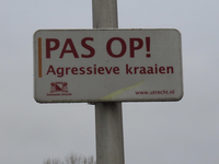 902147 Afbeelding van het waarschuwingsbord 'PAS OP! Agressieve kraaien', gemonteerd op een lantaarnpaal aan het ...